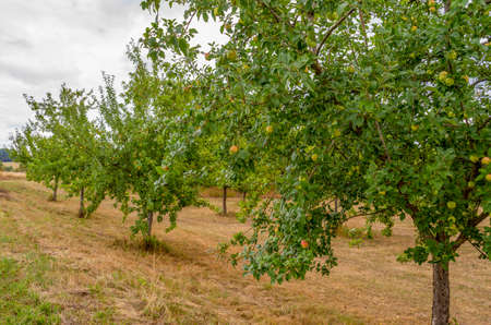 Farmland showing scenery of some apple trees in Hohenlohe, an area in Southern Germany at late...