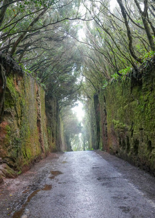 Passage called Camino Viejo al Pico del Ingles at a mountain range named Macizo de Anaga at the island Tenerife in the Canary Islandsの写真素材