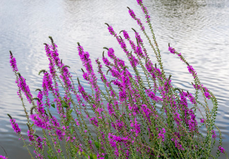 Riparian scenery showing a purple loosestrife flower in front of water surfaceの写真素材