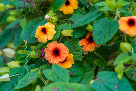 Full frame closeup shot of some black-eyed Susan vine flowersの写真素材