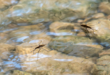 Closeup shot showing some copulating water striders on water surface at a small shallow riverの写真素材