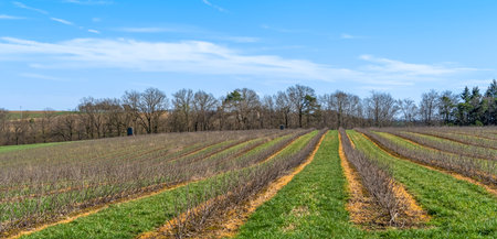 Rowed plantation in sunny ambiance at early spring timeの写真素材