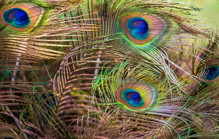 closeup shot showing some colorful iridescent peafowl feathers