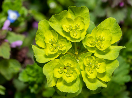 Some sun spurge flowers in natural ambiance seen from above