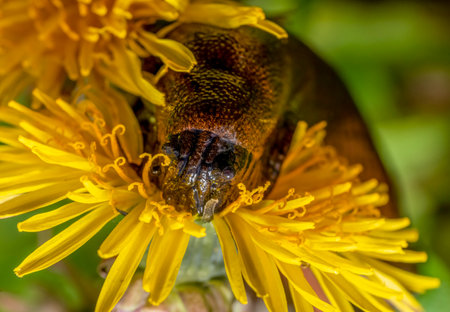 Closeup portrait of a land slug eating a dandelion flower head