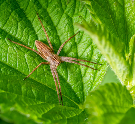 Closeup shot of a nursery web spider on a nettle leaf in natural ambianceの写真素材