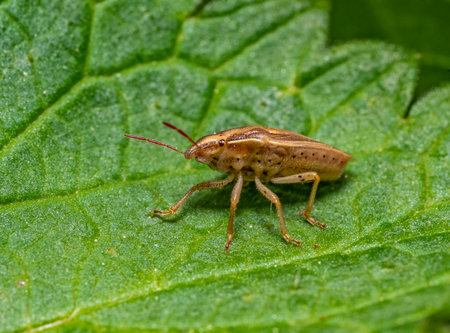 Low angle shot of a shield bug named bishops miter resting on a green leaf