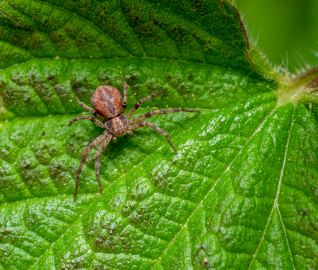 High angle shot of a crab spider on a green nettle leafの写真素材