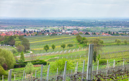 Scenery around Sankt Martin, a municipality in the Southern Wine Route area in Rhineland-Palatinate in Germanyの写真素材