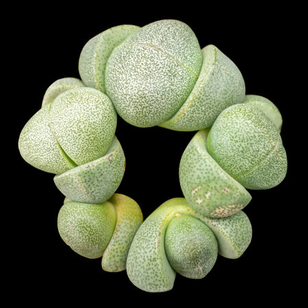Green living stone plants isolated in black back