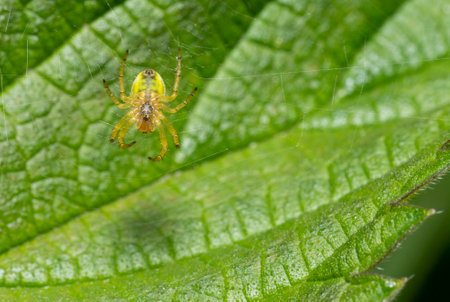 Reverse side of a cucumber green spider resting at its web in front of a stinging nettle leaf