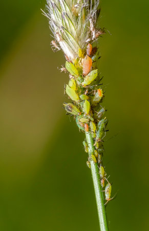 Macro shot of some green aphids on a plant stalk