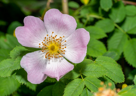 Macro shot of a pale pink corymb rose flower in natural green leavy ambianceの写真素材
