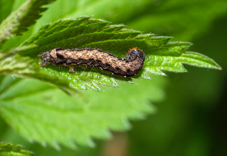 Owlet moth larva on stinging nettle leaf