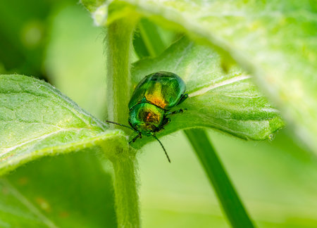 Macro shot of a green mint beetle on plant leaf