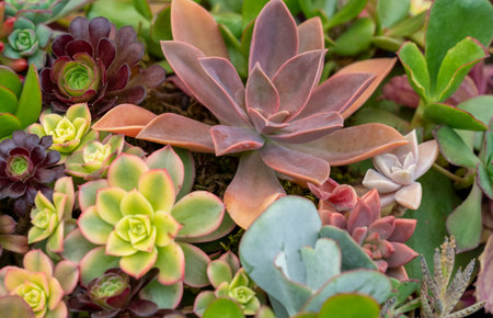 Full frame closeup shot showing lots of various houseleek plantsの写真素材