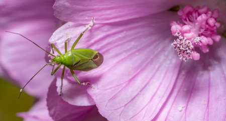Macro shot showing the dorsal view of a Calocoris affinis mirid bug at the edge of a pink flowerの写真素材