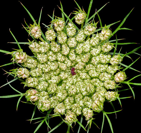Closeup shot of a wild carrot blossom isolated in black backの写真素材