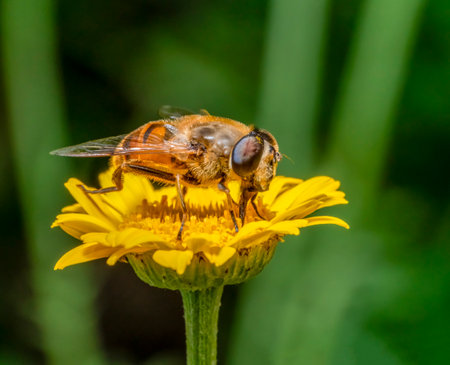 Low angle macro shot of a male common drone fly on yellow flower headの写真素材