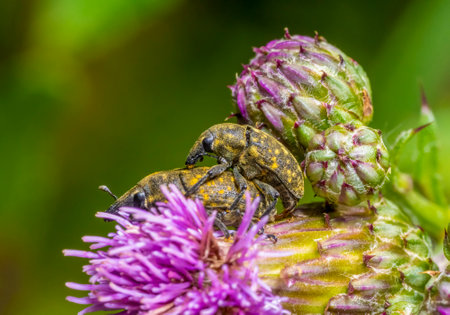 Low angle shot showing two mating Canada Thistle Bud Weevils on a thistle flower head