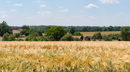 Agricultural scenery in Hohenlohe, an area in Southern Germany at summer timeの写真素材