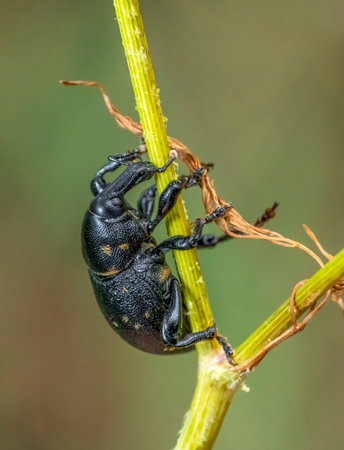 Low angle sideways macro shot showing a Liparus snout beetle on a green stalk in blurry back