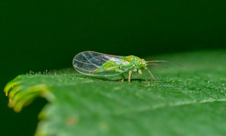 Low angle closeup shot of a boxwood psyllid resting on a green leafの写真素材
