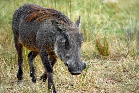 Warthog seen at the Murchison Falls National Park in Uganda, Africaの写真素材
