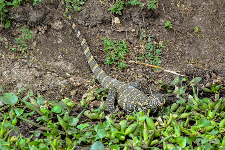 Nile monitor seen at the Queen Elizabeth National Park in Uganda, Africa