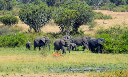Group of elephants and a Ugandan kob seen at the Queen Elizabeth National Park in Uganda, Africaの写真素材
