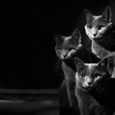 Some gray cats at night, based on the proverb "All cats are gray at night"; it is used when there are situations which you can't discern people - or people get "camouflaged"の素材