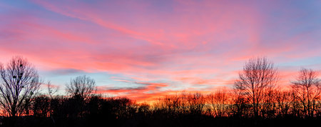A colorful sundown including some clouds behind some leafless treetop silhouettesの写真素材