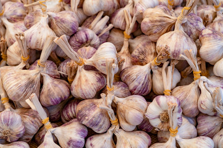 Full frame detail shot showing lots of fresh garlic bulbs
