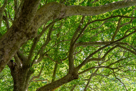Some plane tree branches seen in the Provence region of southern France
