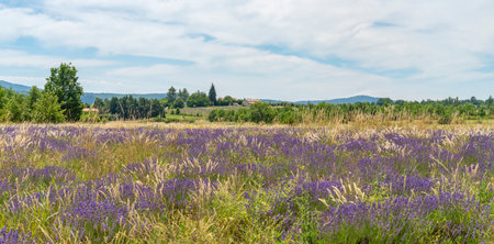 Lavender field near Mont Ventoux, a mountain in the Provence region of southern Franceの写真素材