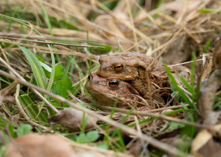 Mating common toads on grassy ground lakes near a pond at early spring timeの写真素材