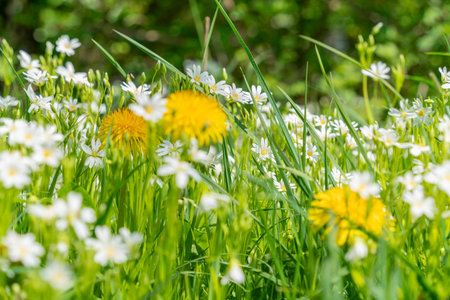 Flowering dandelion and greater stitchwort plant closeup at spring timeの写真素材