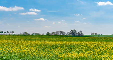 Landscape including a flowering rapeseed field seen in southern Germany at spring timeの写真素材