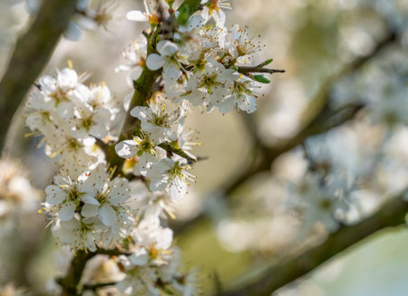 Closeup shot showing lots of Blackthorn blossoms on a twig at early spring timeの写真素材
