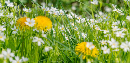 Flowering dandelion and greater stitchwort plant closeup at spring timeの写真素材