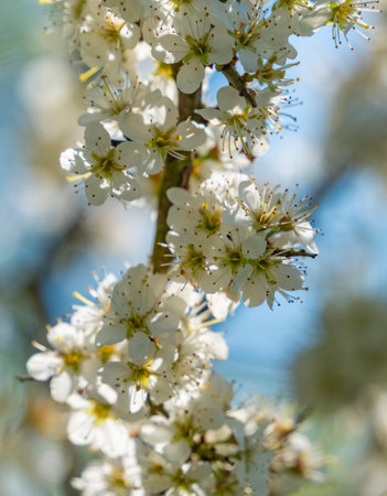 Closeup shot showing lots of Blackthorn blossoms on a twig at early spring timeの写真素材