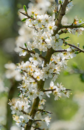 Closeup shot showing lots of Blackthorn blossoms on a twig at early spring timeの写真素材