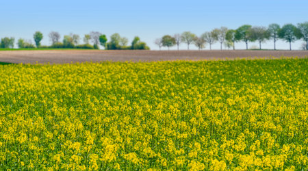 Landscape including a flowering rapeseed field seen in southern Germany at spring timeの写真素材