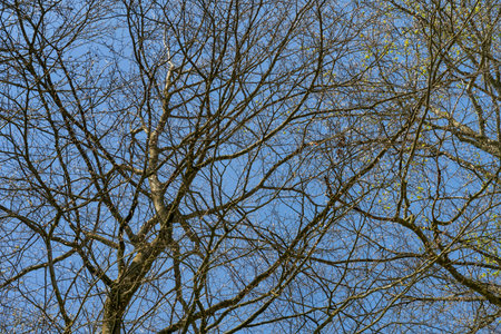 Low angle shot showing lots of sunny illuminated twigs in front of blue sky at early spring timeの写真素材