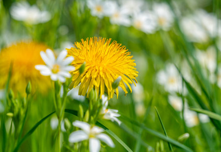 Flowering dandelion and greater stitchwort plant closeup at spring timeの写真素材