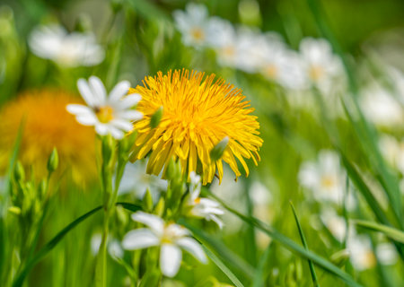 Flowering dandelion and greater stitchwort plant closeup at spring timeの写真素材