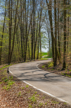 Idyllic single lane road in a forest at early spring time in southern Germanyの写真素材