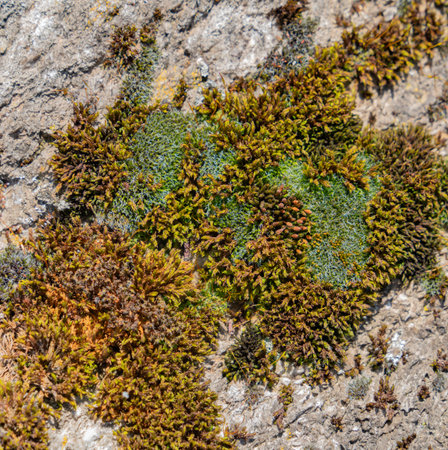 Closeup shot of a mossy ground covering on a rough stone surface in sunny ambianceの写真素材