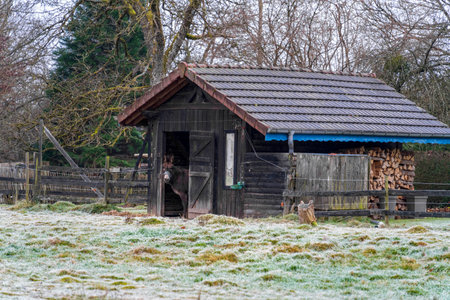 Donkey in a barn seen in Aydoilles, a commune in the Vosges department in Grand Est in northeastern France at winter timeの写真素材