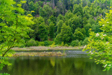 Idyllic scenery around the Nonnenmattweiher in the Southern Black Forest, Germanyの写真素材